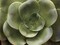 Echeveria II Poster Print by Andrew Levine - Item # VARPDXLAP216
